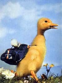 Saturnin, le petit canard poster