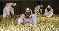 Fields of Gold poster