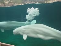 A Whale of a Tale poster