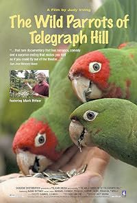 The Wild Parrots of Telegraph Hill poster