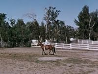 Seeing Eye Horse poster