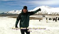 Penguin Week with Nigel Marven poster