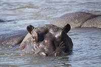 Hippos: Africa's River Giants poster