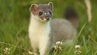 Weasels: Feisty and Fearless poster