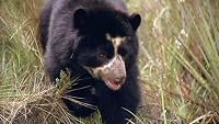 Spectacled Bears: Shadows of the Forest poster