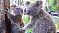 Cool Koalas and Elephant Calls poster