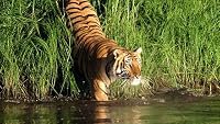 Man-eating Tigers of the Sundarbans poster