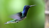 Hummingbirds: Magic in the Air poster
