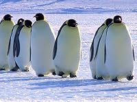 Snow Chick: A Penguin's Tale poster