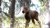 Moose: Life of a Twig Eater poster