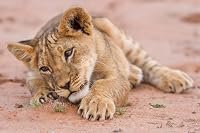 Baby Animals in the Wild poster