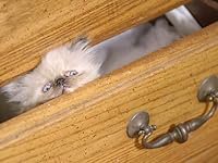 Shy Kitties: Pint-Sized poster