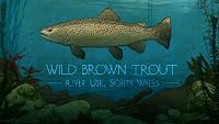 Wild Brown Trout: River Usk, South Wales poster